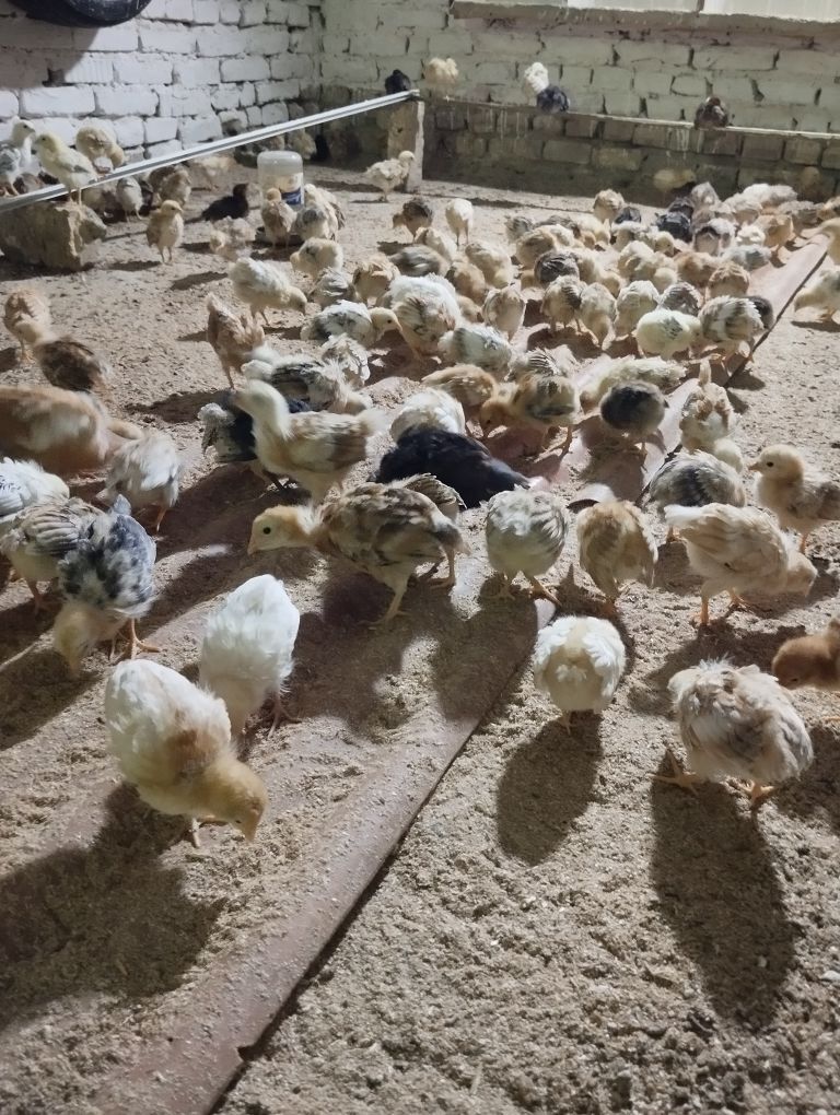 jüje - Гёкдже - img 3