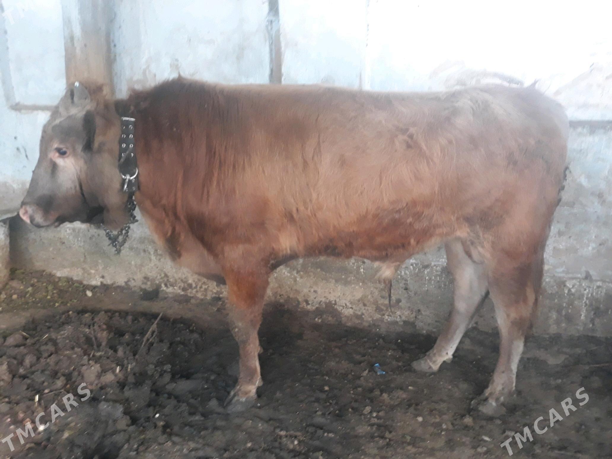 okuz - Анев - img 2