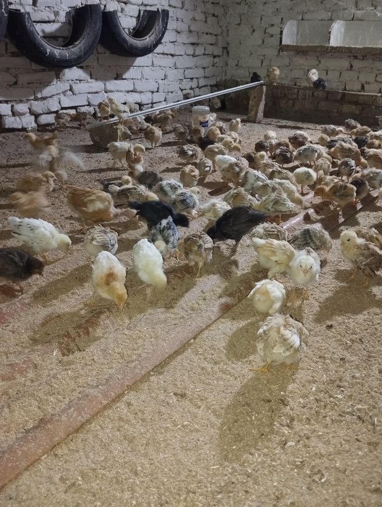 jüje - Гёкдже - img 2