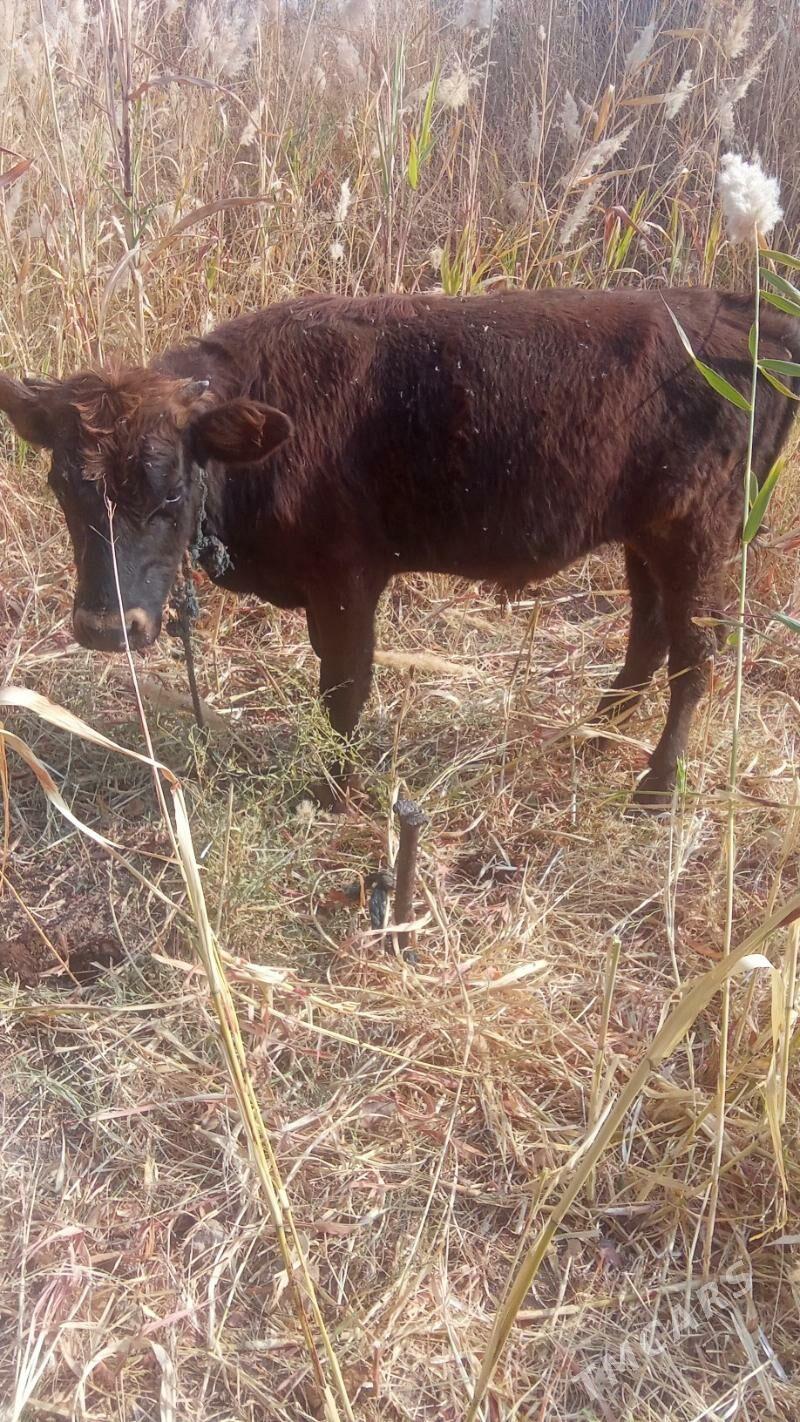 okiz - Babadaýhan - img 2