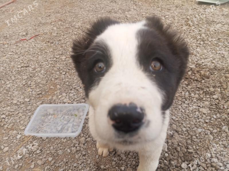 güjük - Багир - img 2