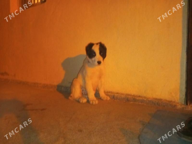 güjük - Багир - img 5