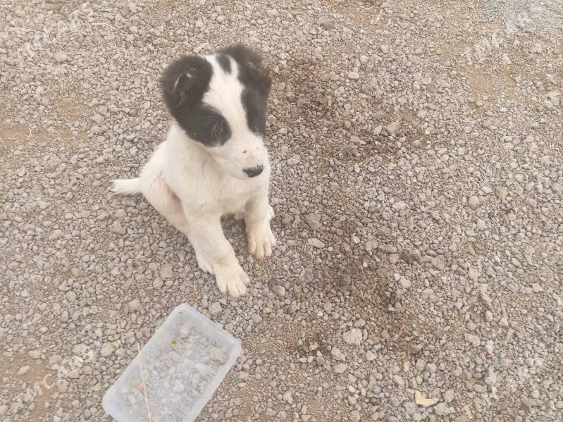 güjük - Багир - img 3