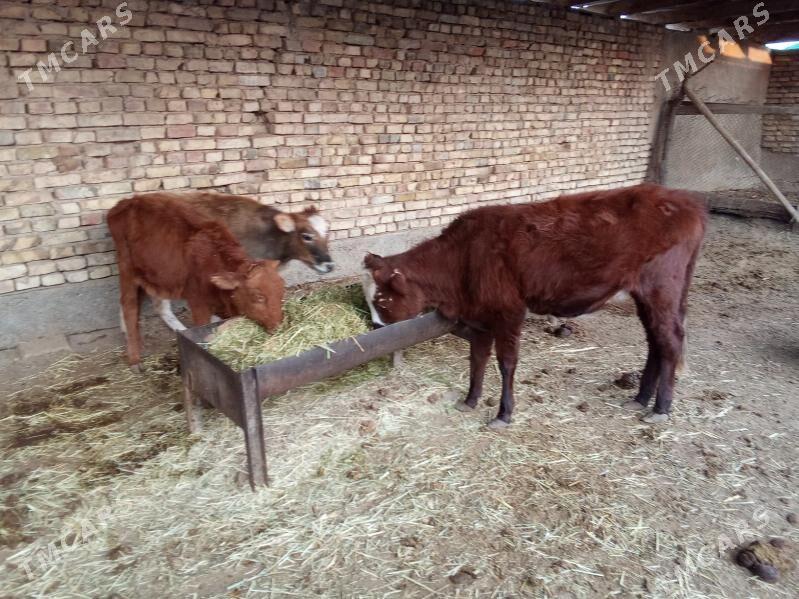 GULAJYN GÖLELER - Мары - img 3