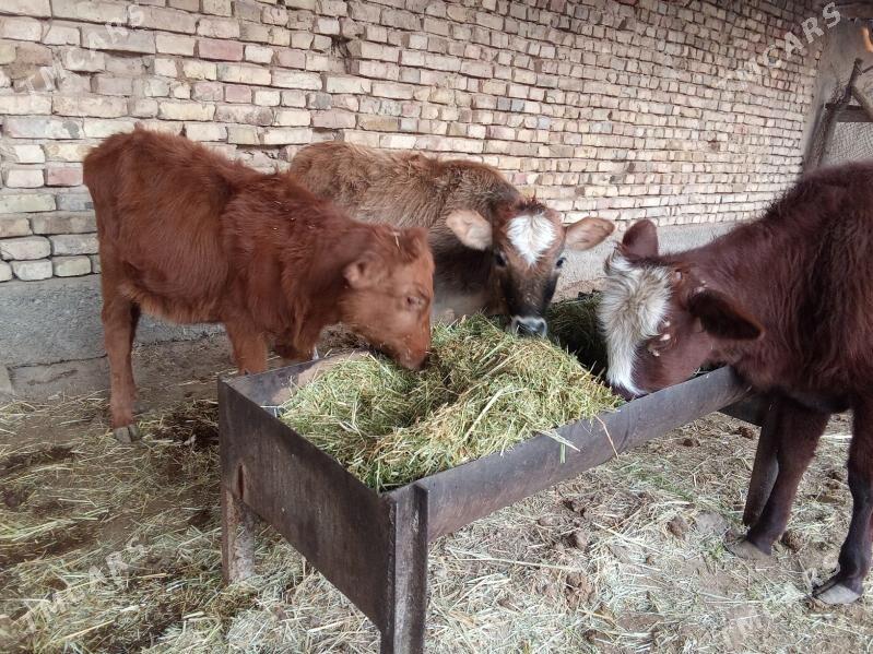 GULAJYN GÖLELER - Мары - img 1