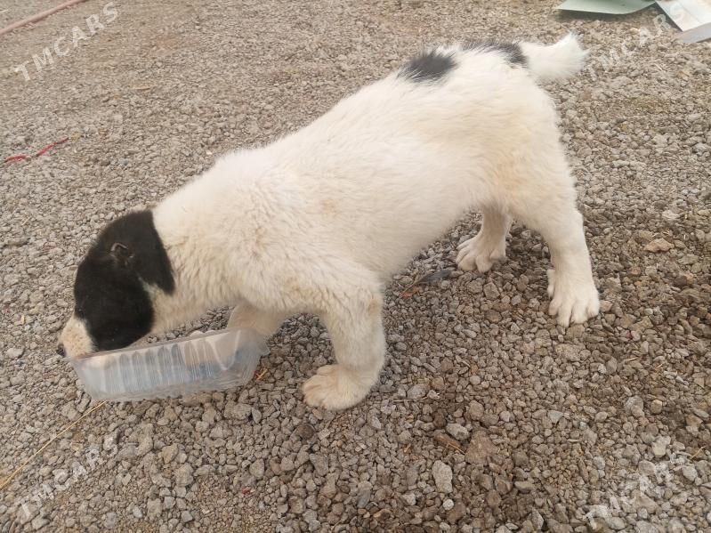 güjük - Багир - img 4