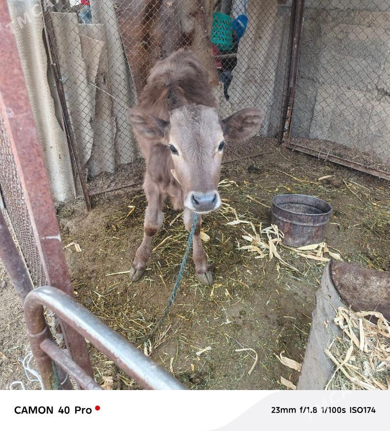 okuz - Гёкдепе - img 3