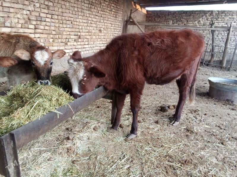 GULAJYN GÖLELER - Мары - img 2