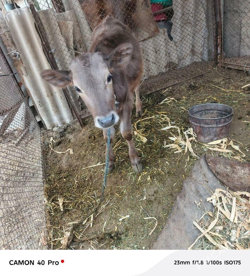 okuz - Гёкдепе - img 2