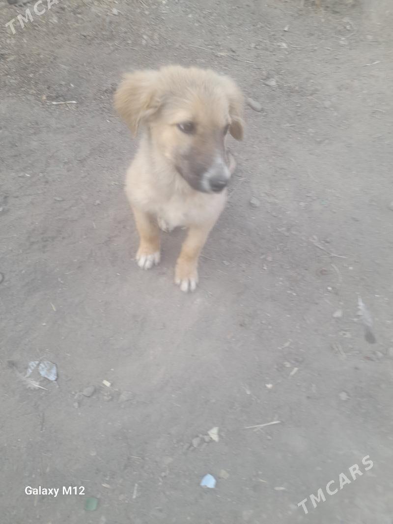 собака в добрые руки - Türkmenabat - img 1