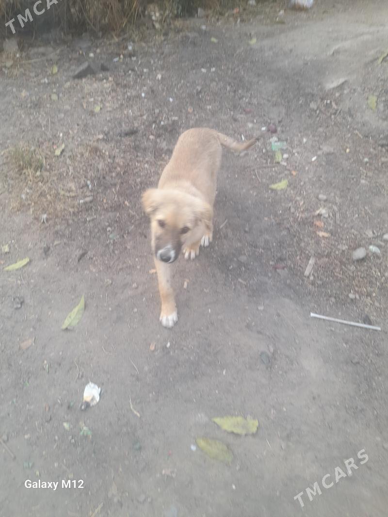 собака в добрые руки - Türkmenabat - img 2