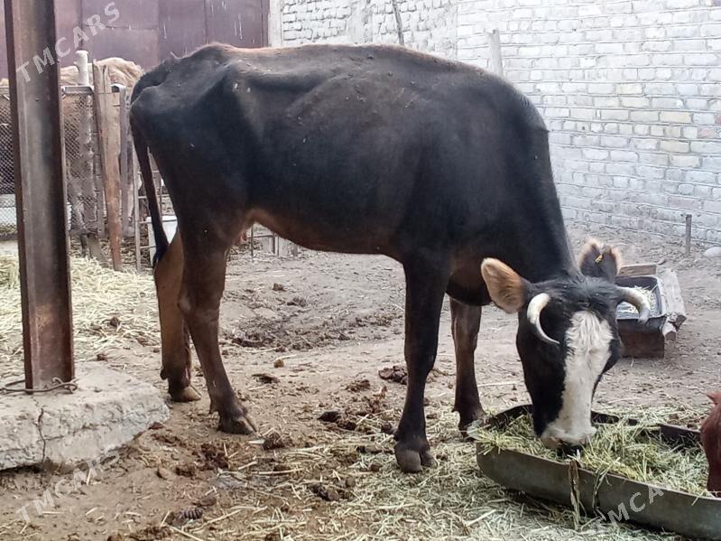 BOGAZ SYGYR - Mary - img 3