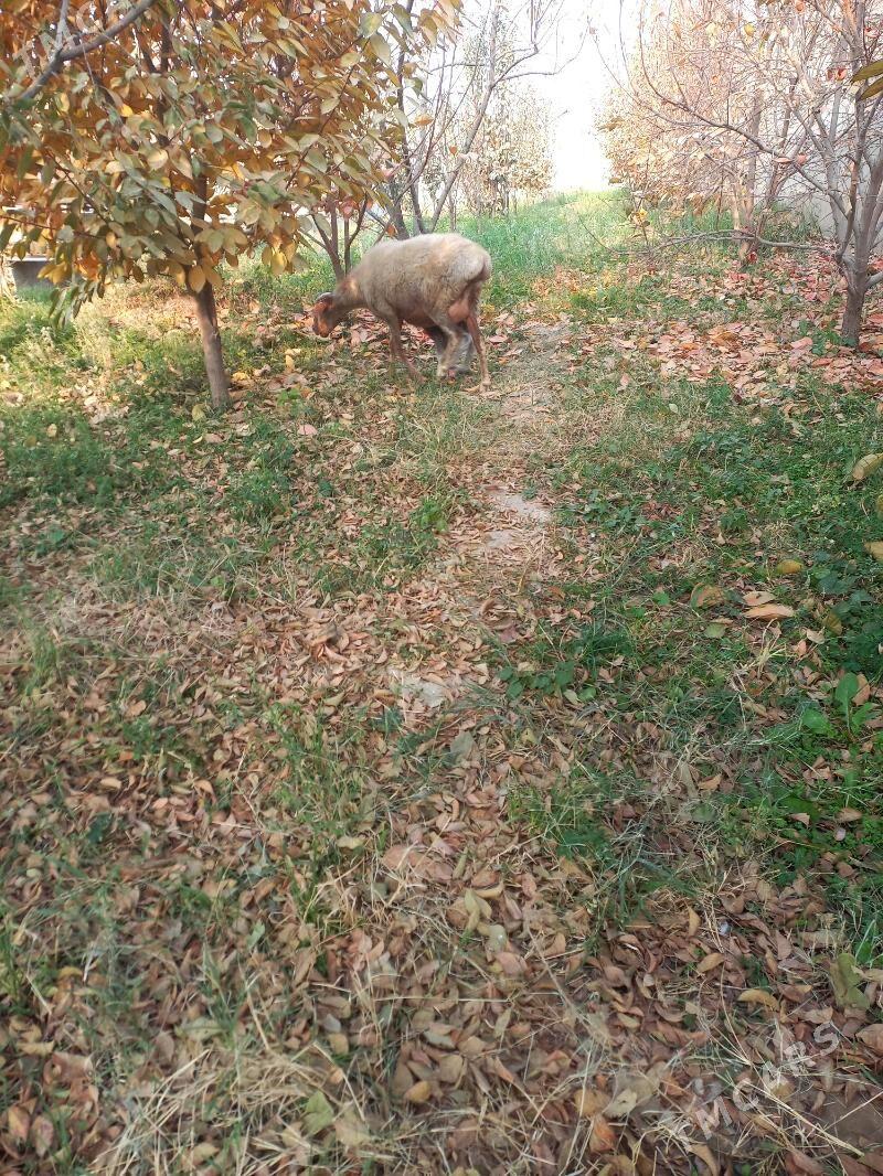 goyun guzly - Гёкдепе - img 1