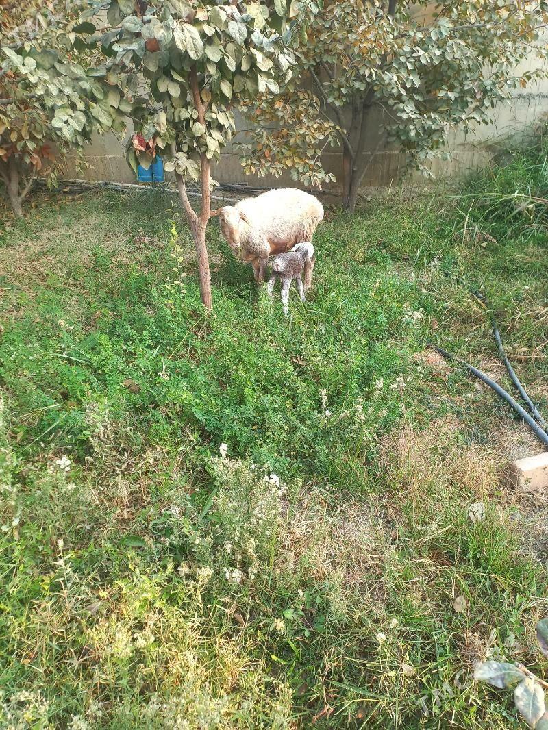 goyun guzly - Гёкдепе - img 4