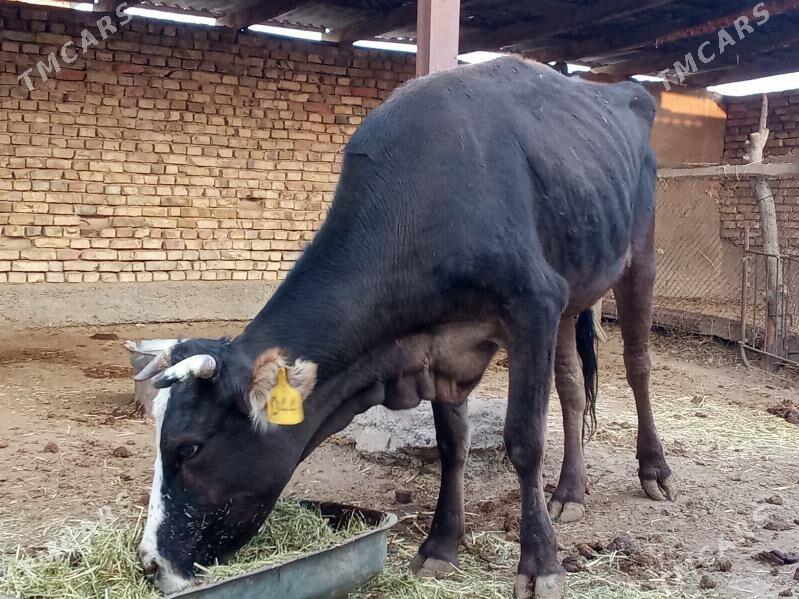 BOGAZ SYGYR - Mary - img 2