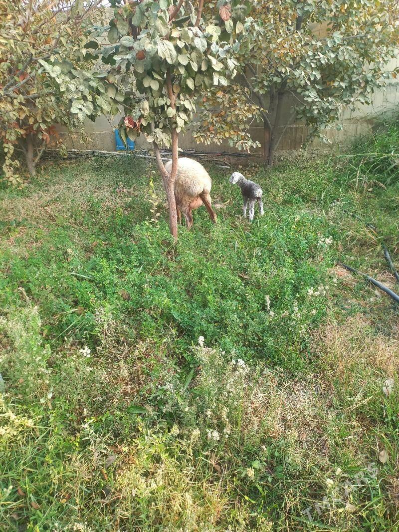 goyun guzly - Гёкдепе - img 3