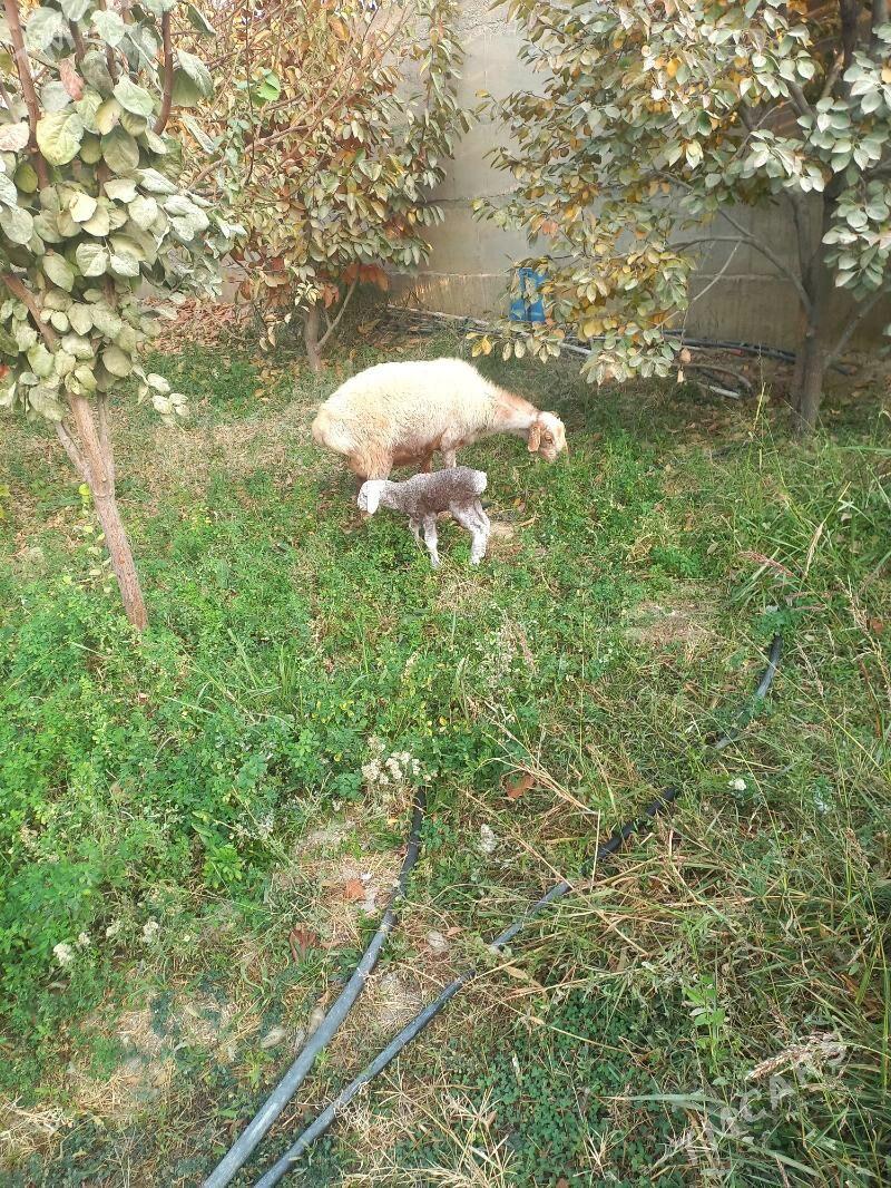 goyun guzly - Гёкдепе - img 2