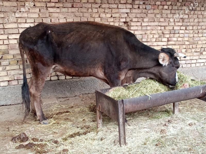 BOGAZ SYGYR - Mary - img 4