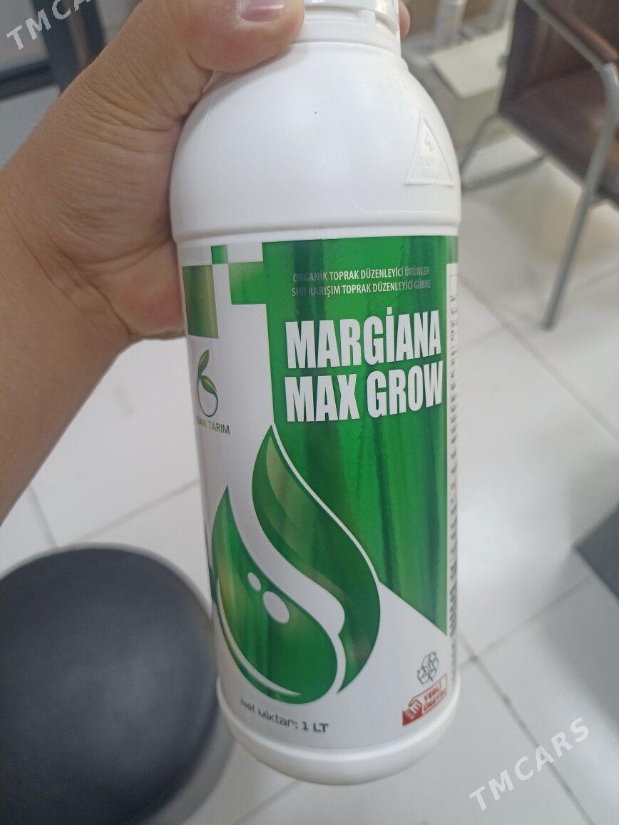 Teplisa,Parnik dokun Margiana - Мары - img 1