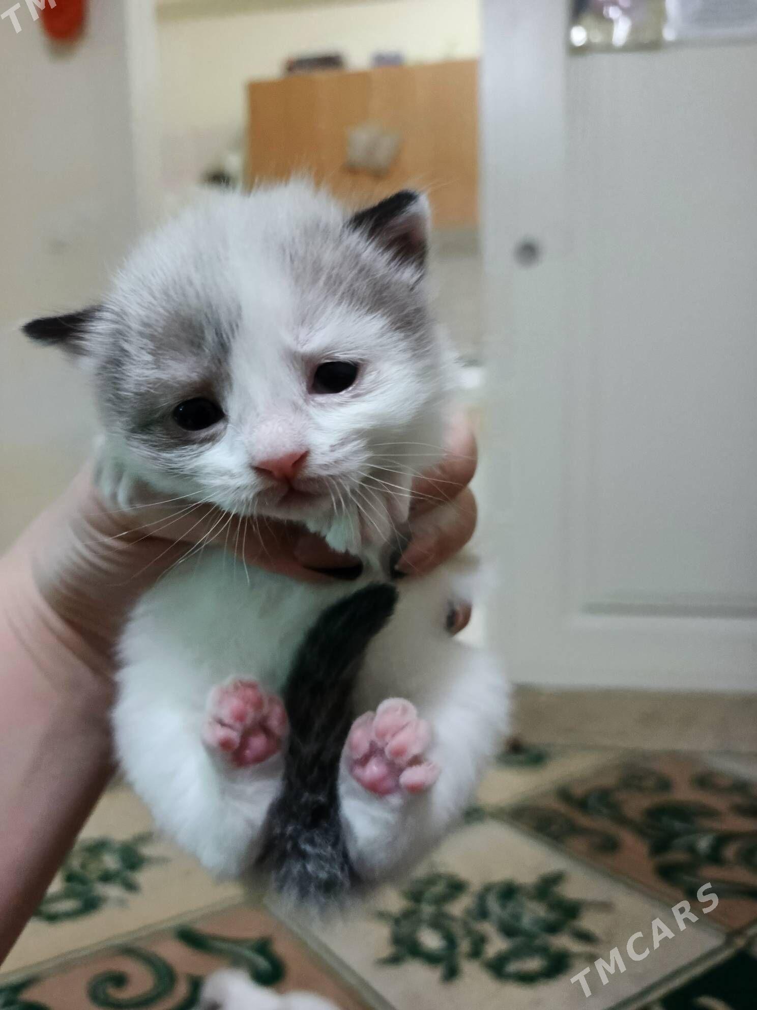 котята - Balkanabat - img 4