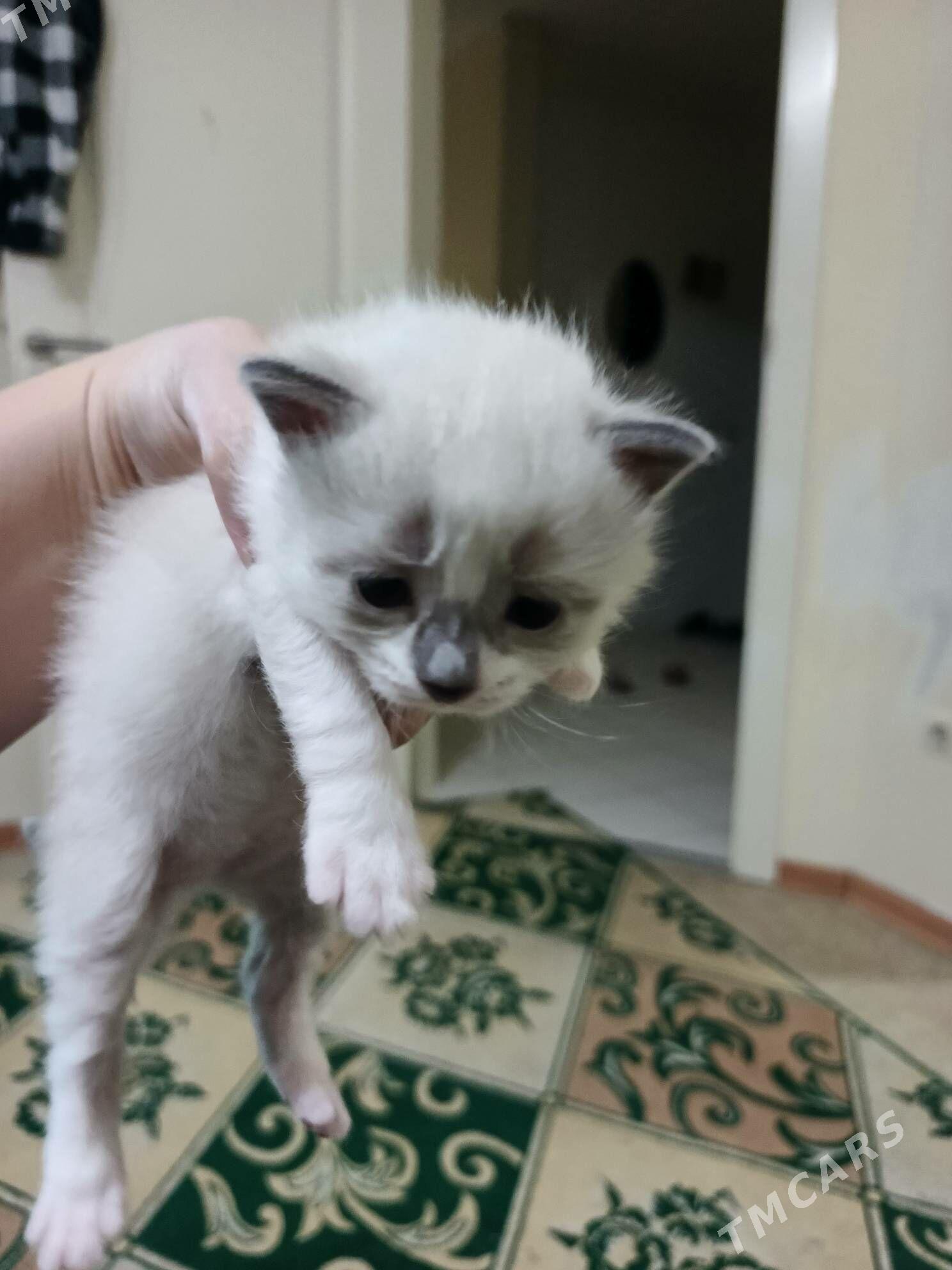 котята - Balkanabat - img 1