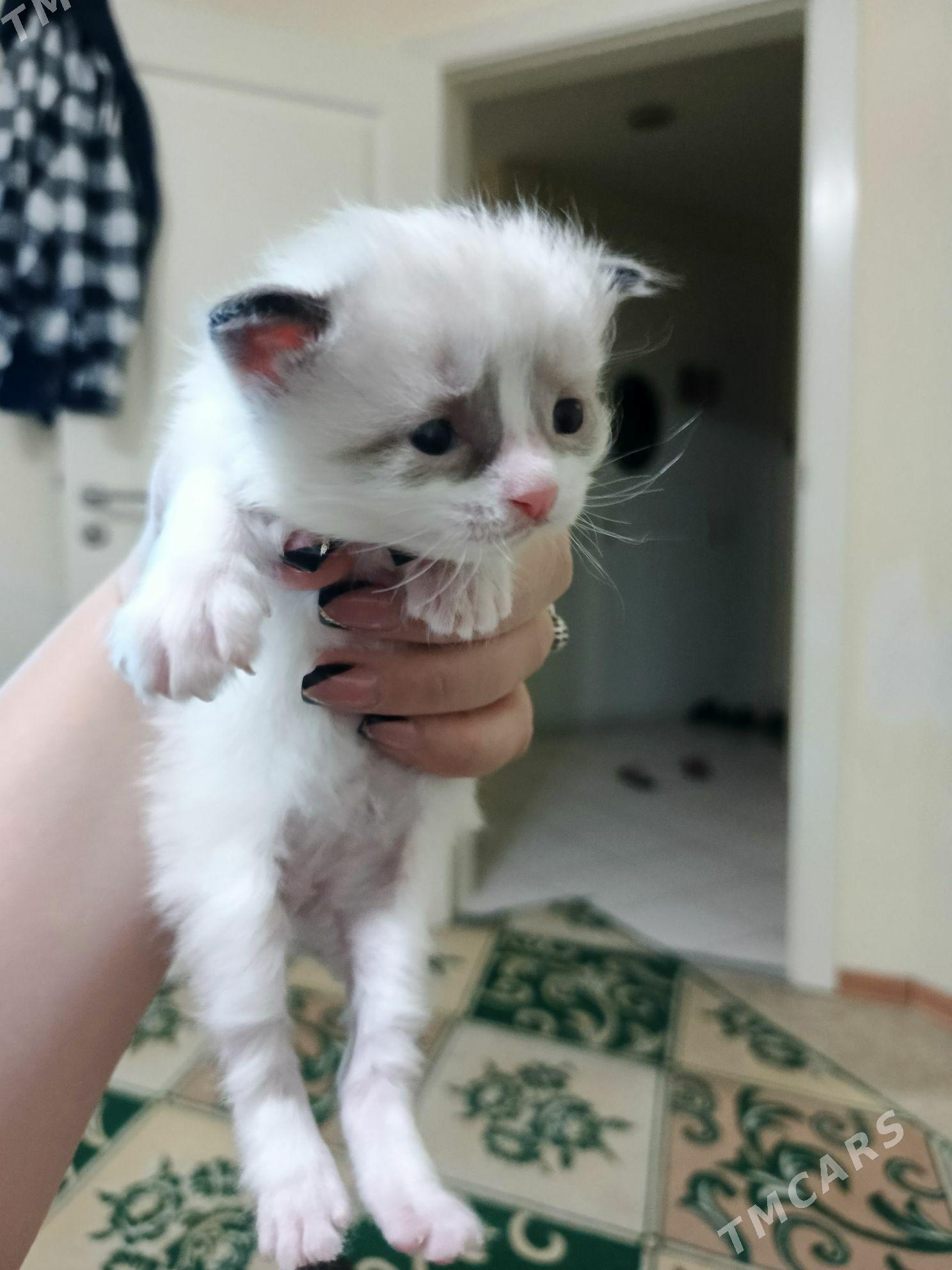 котята - Balkanabat - img 2