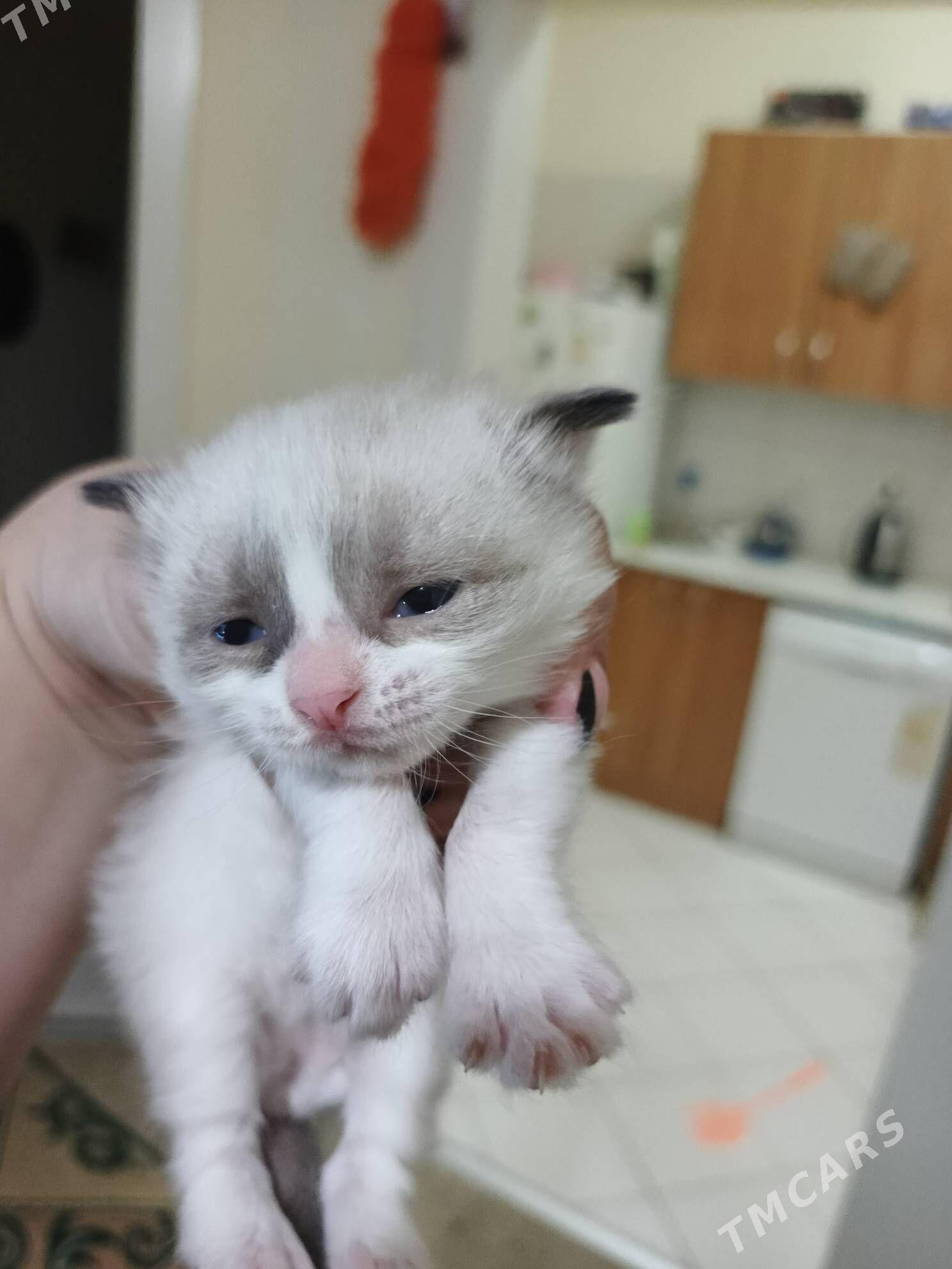 котята - Balkanabat - img 3