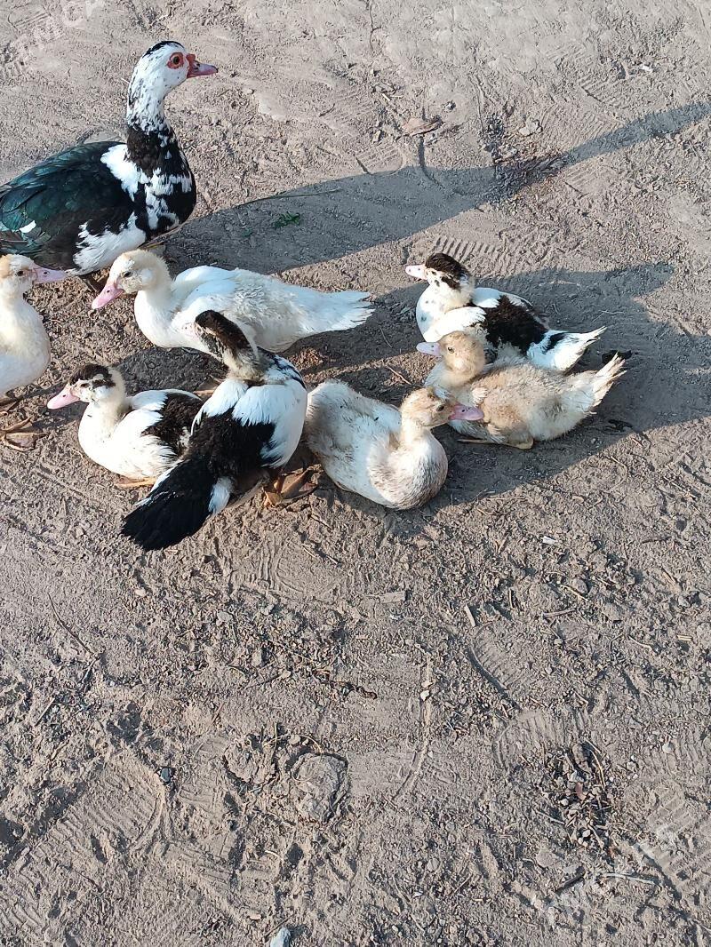 İndautka - Mary - img 1