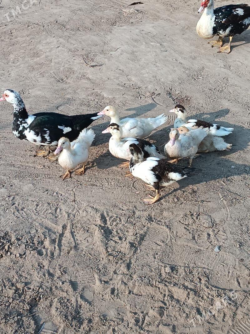 İndautka - Mary - img 2