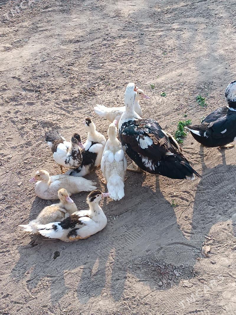 İndautka - Mary - img 4