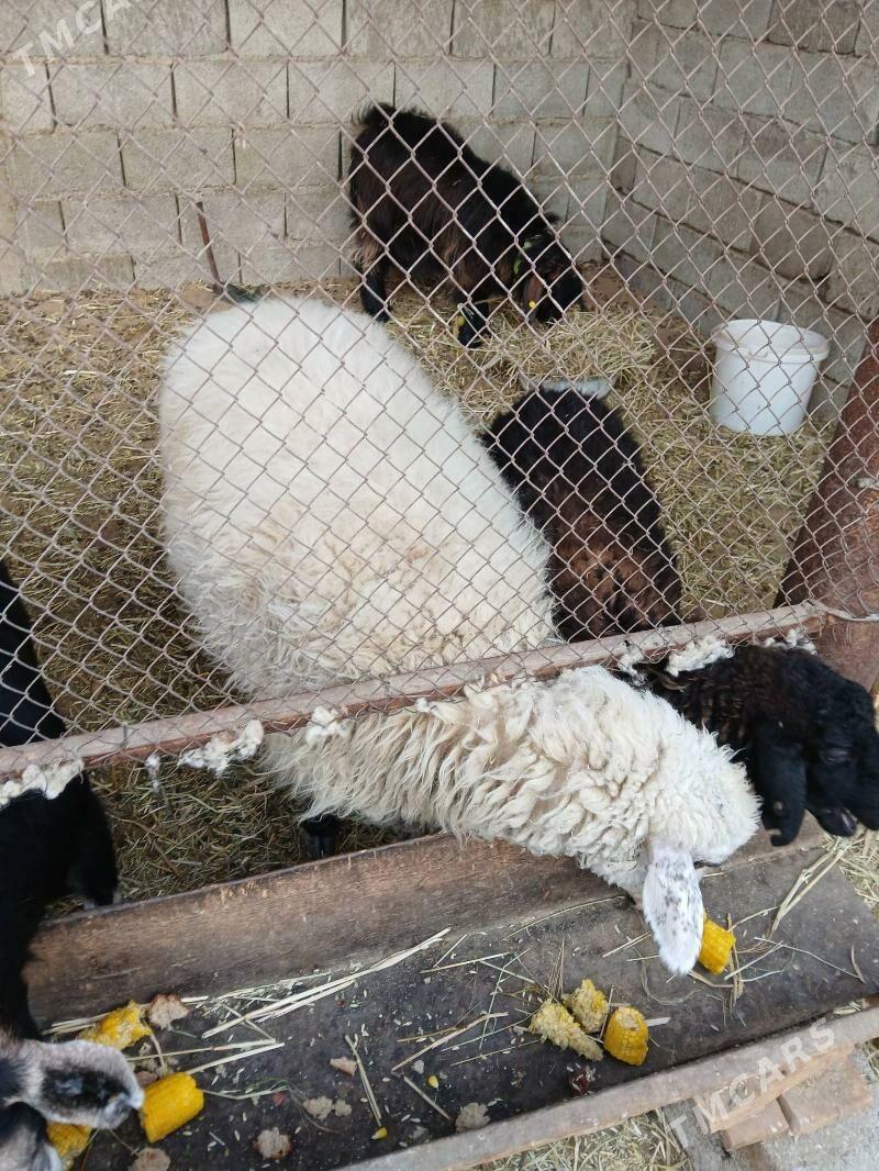 Göle - Ak bugdaý etraby - img 4