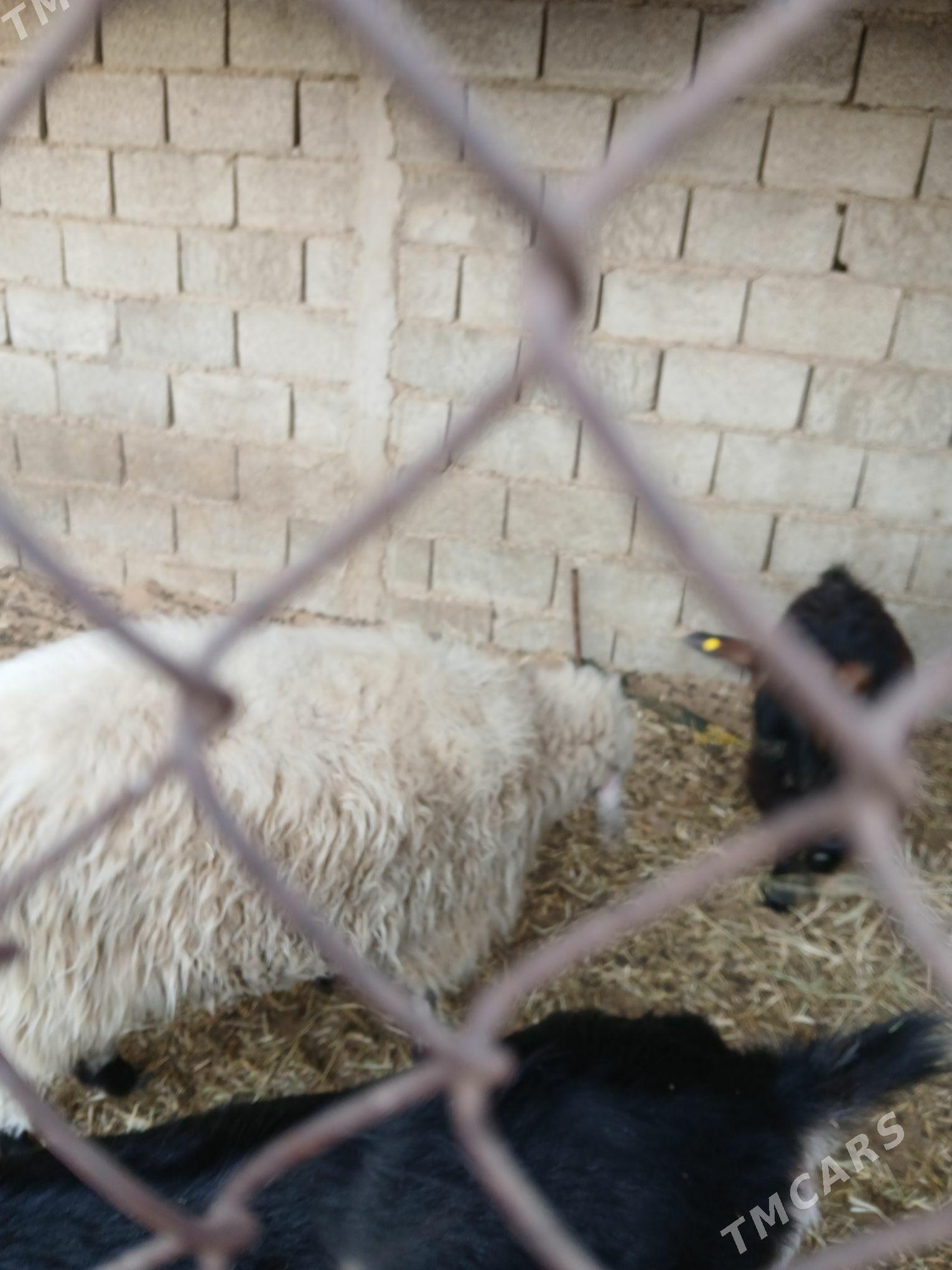 Göle - Ak bugdaý etraby - img 8