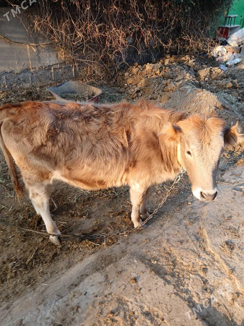 Göle - Ak bugdaý etraby - img 1