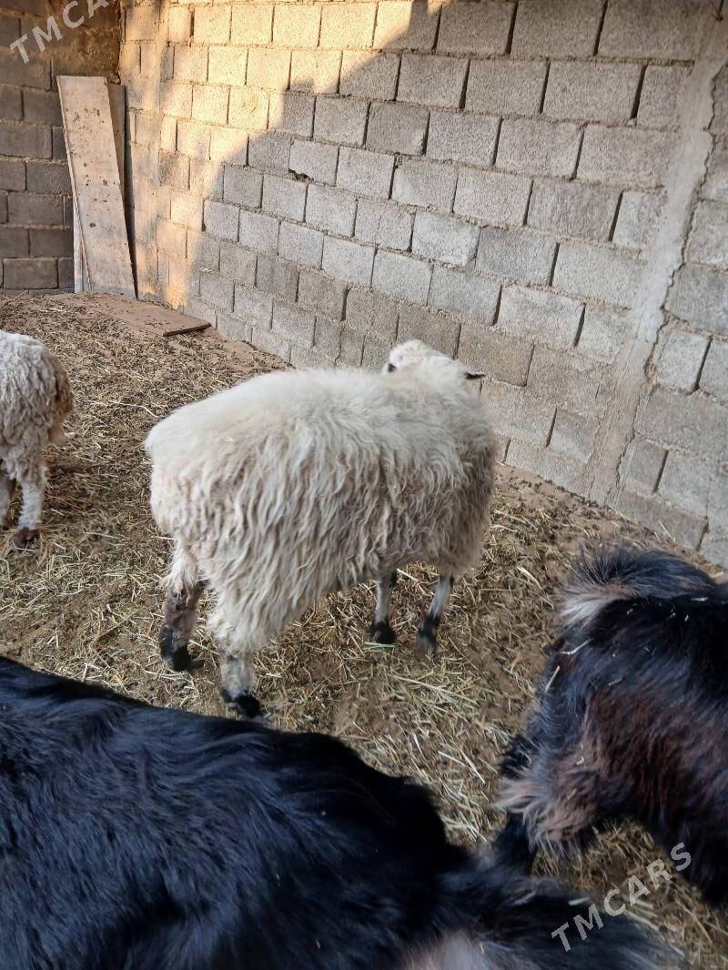 Göle - Ak bugdaý etraby - img 9