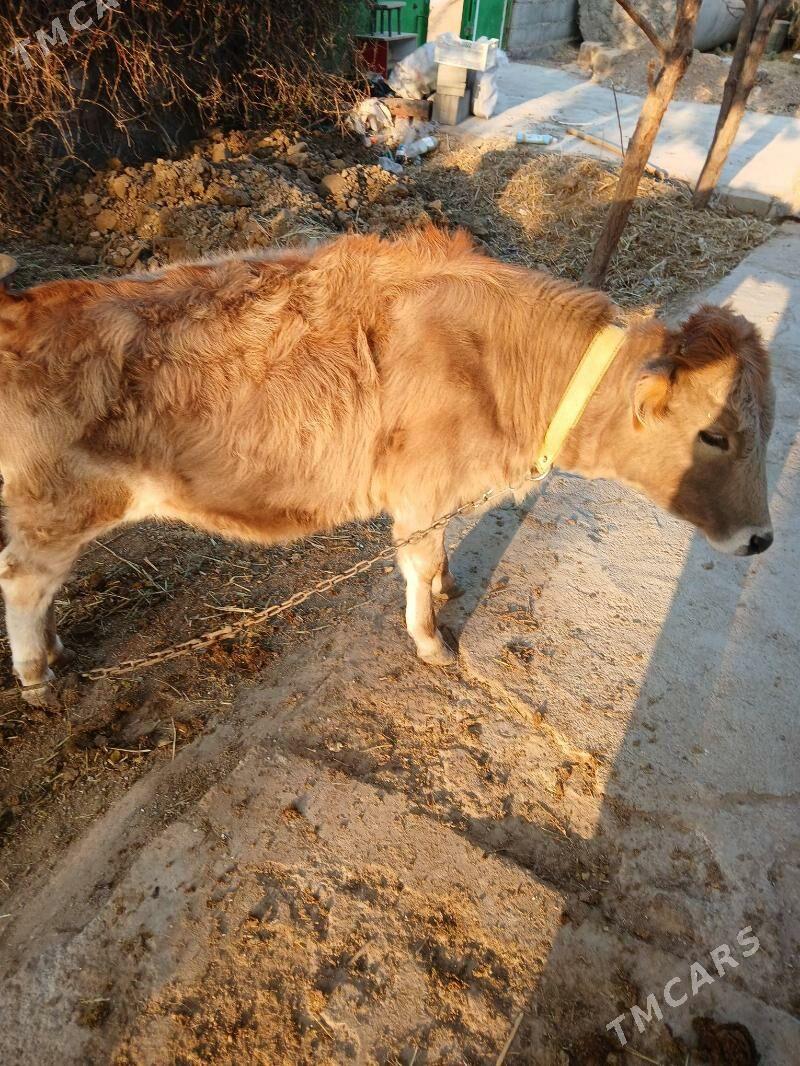 Göle - Ak bugdaý etraby - img 2