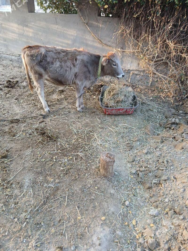 Göle - Ak bugdaý etraby - img 3