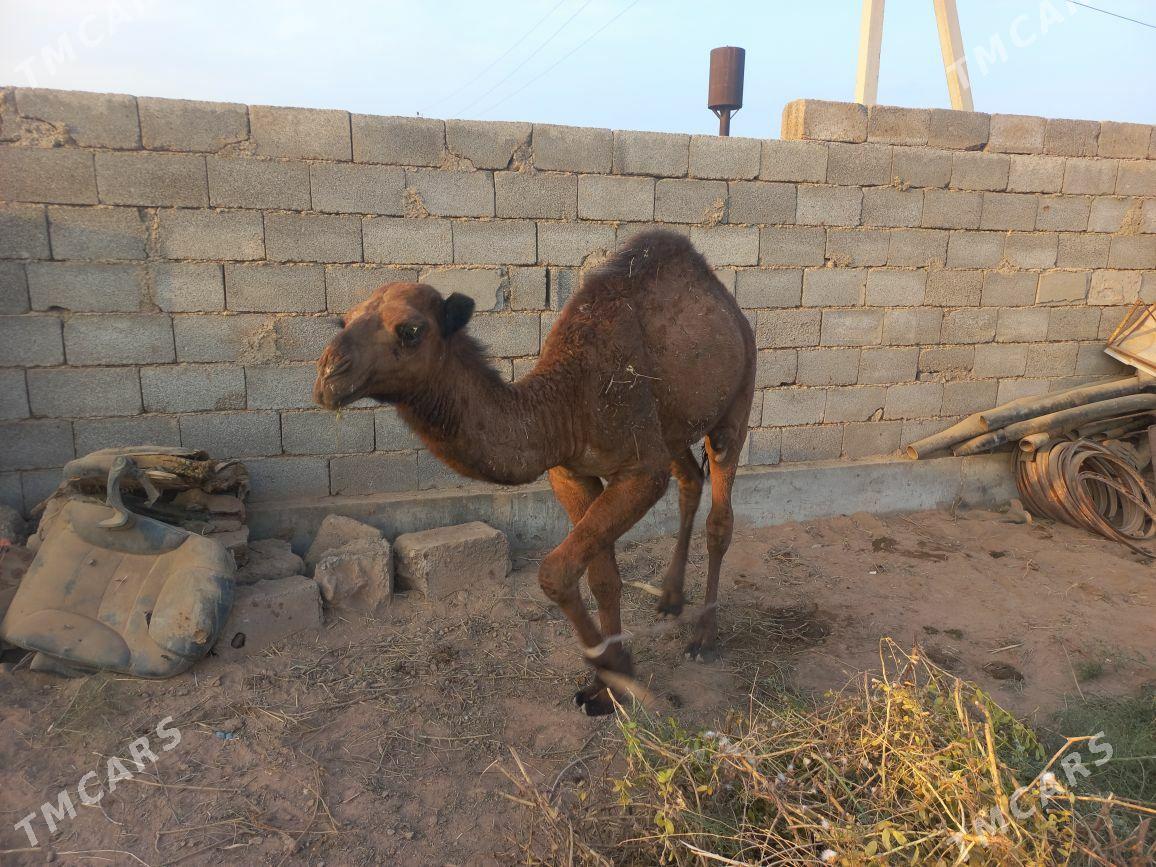 kosek - Tejen - img 1