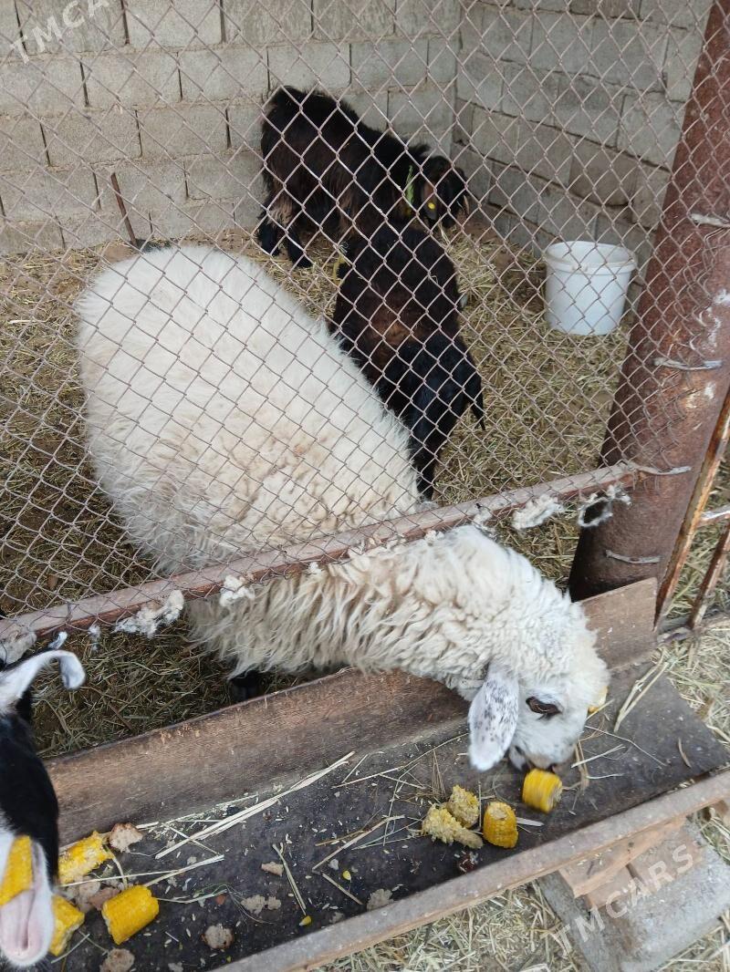 Göle - Ak bugdaý etraby - img 5