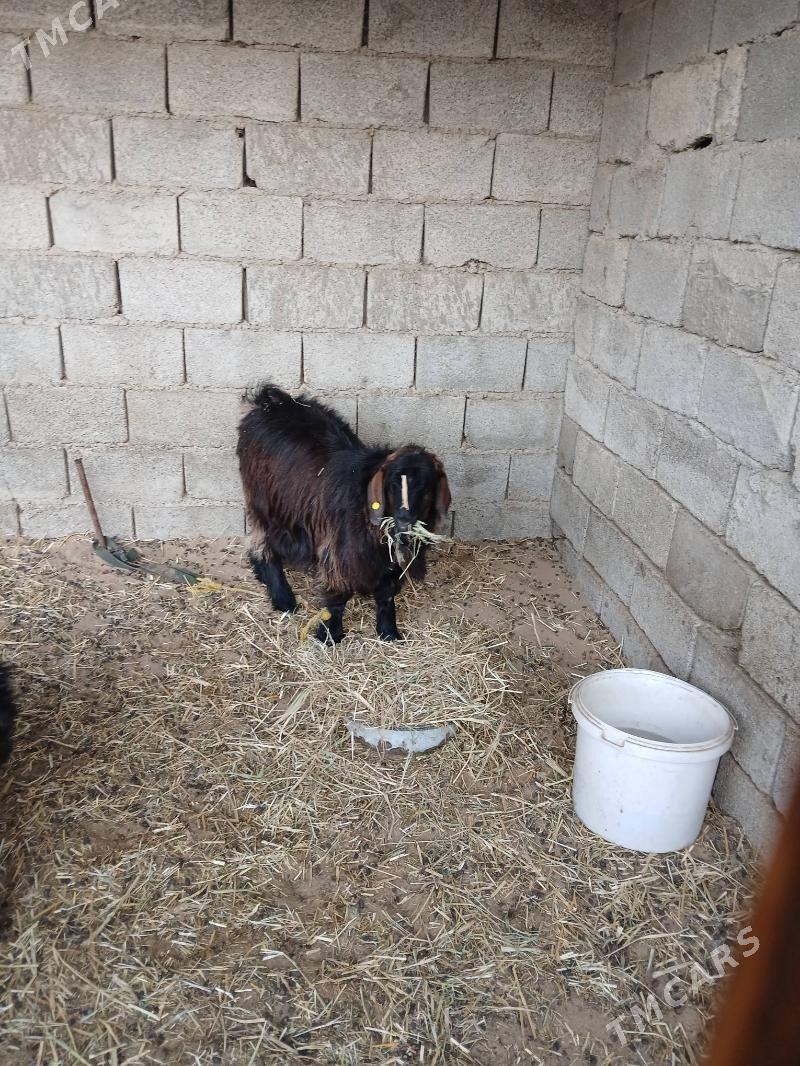 Göle - Ak bugdaý etraby - img 7