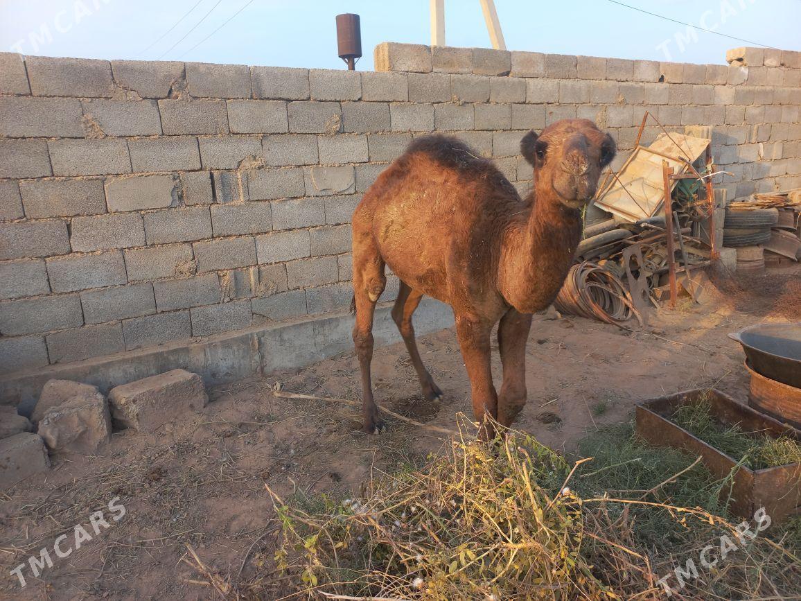 kosek - Tejen - img 2