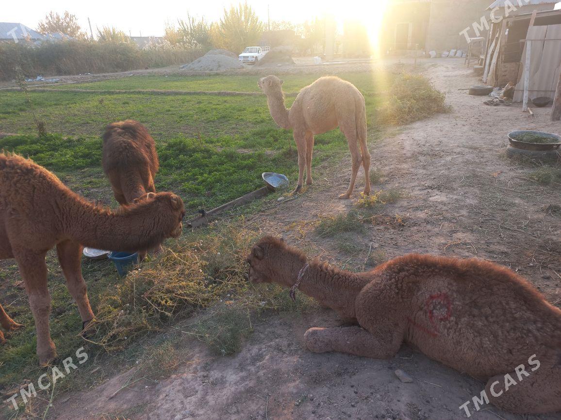 kosek - Tejen - img 3