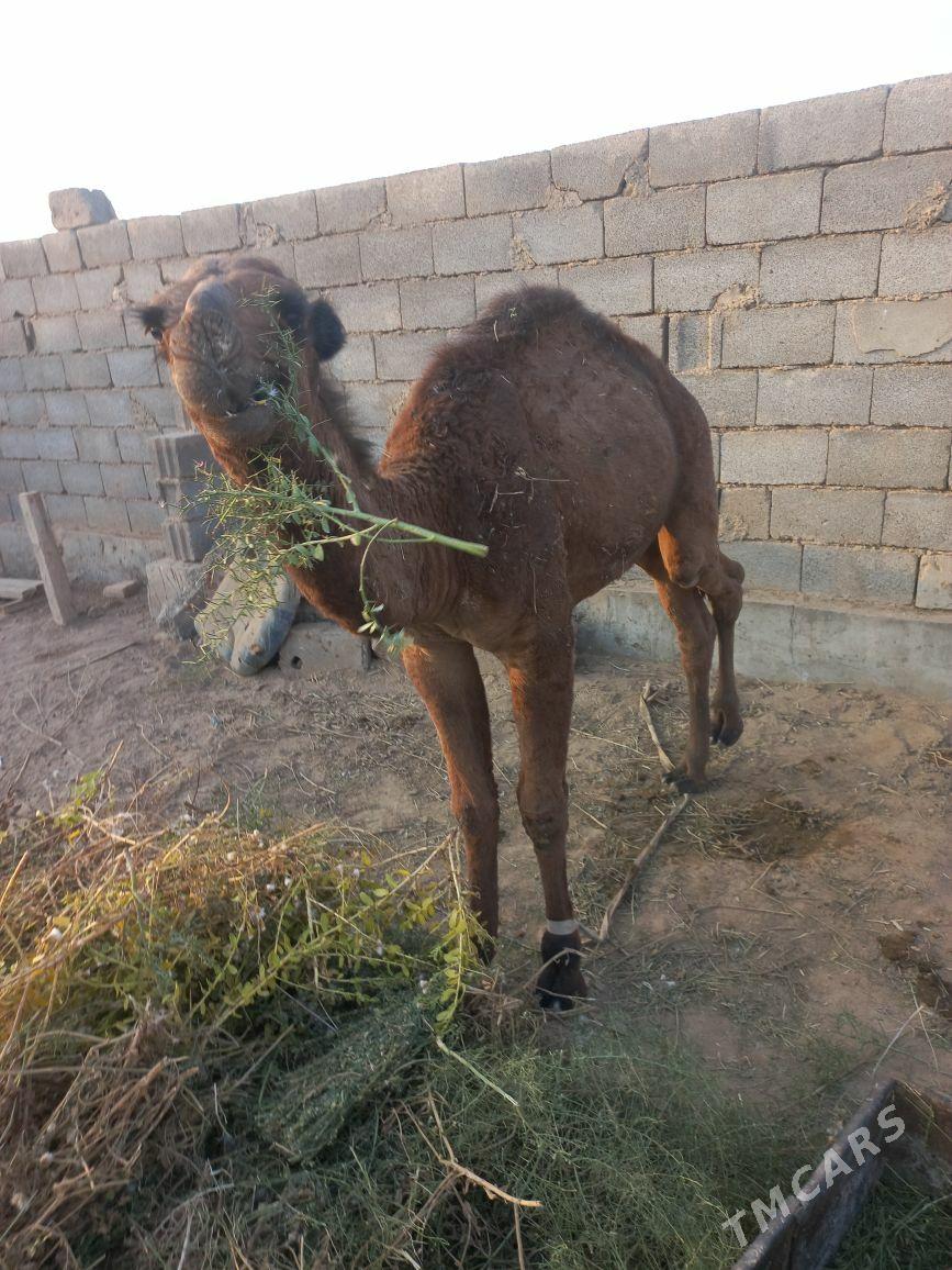 kosek - Tejen - img 4