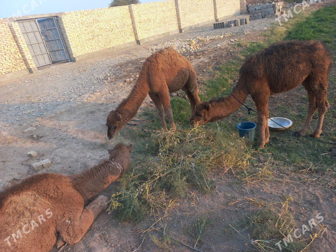 kosek - Tejen - img 5