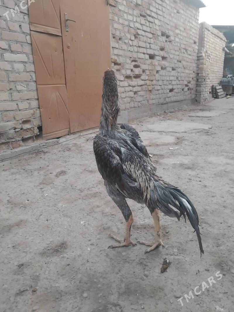 озбак - Туркменабат - img 1