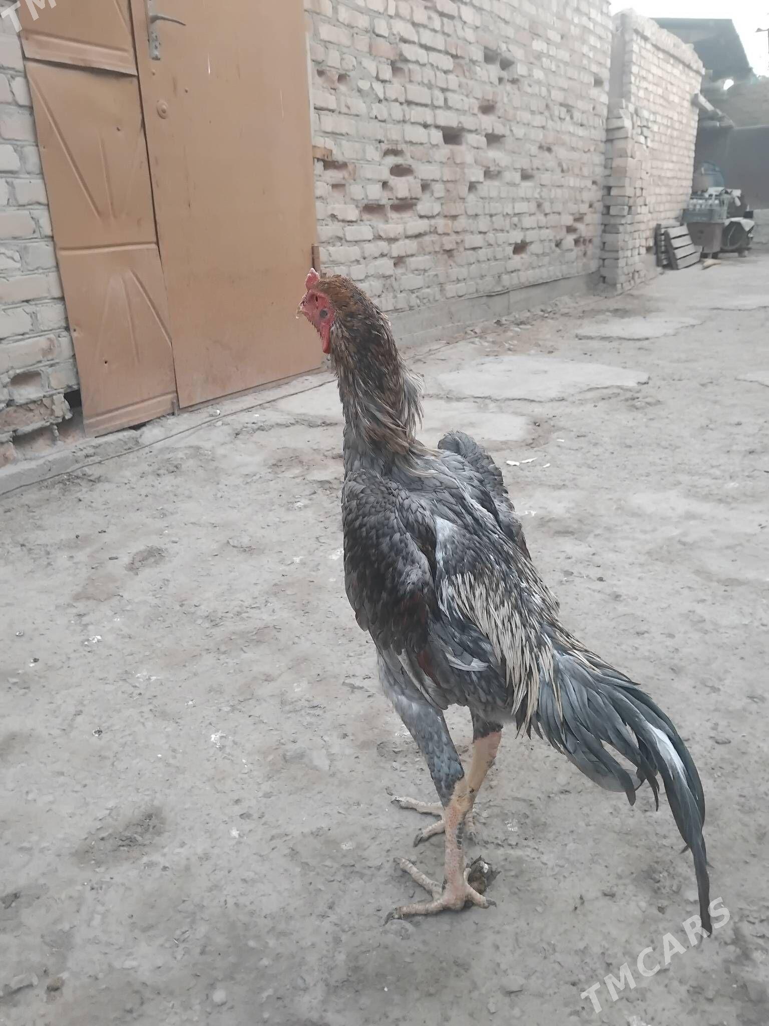 озбак - Туркменабат - img 2