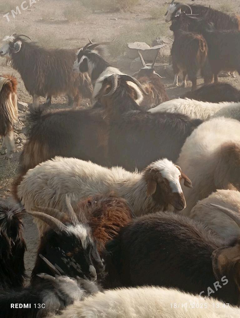 Goyun geci - Bereket - img 1