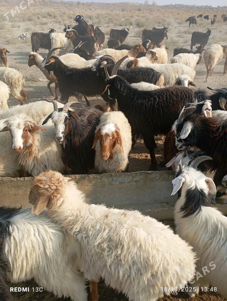 Goyun geci - Bereket - img 2