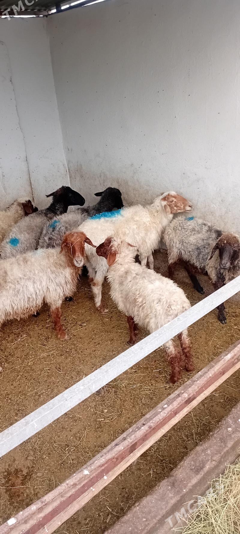 gysyr goyunlar - Aşgabat - img 3