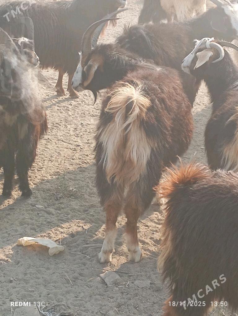 Goyun geci - Bereket - img 4