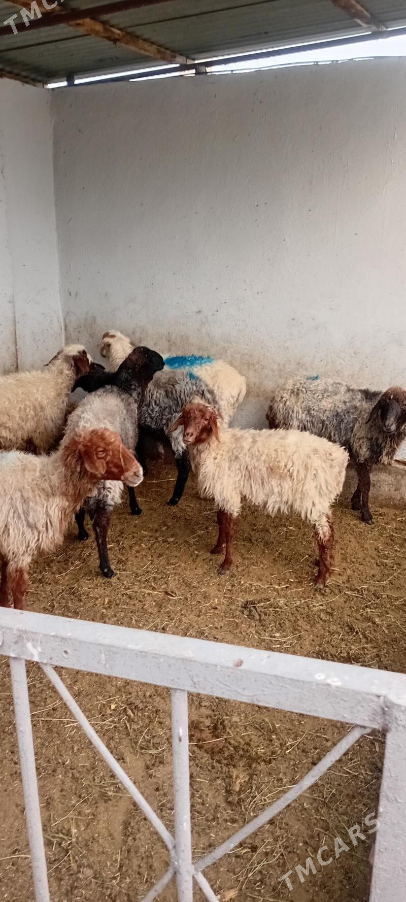 gysyr goyunlar - Aşgabat - img 4